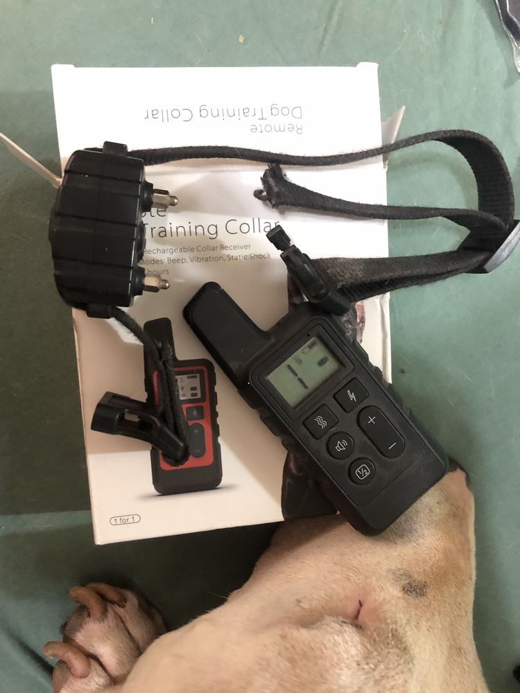 Coleira treino cão gato com   controlo remoto