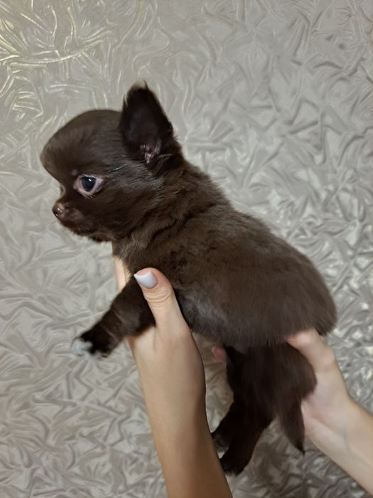 Шикарная малышка чихуахуа