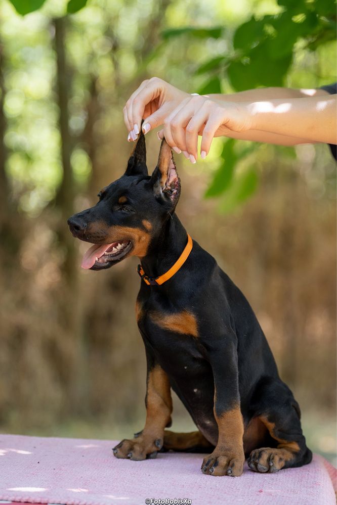 Sunia Doberman 3 miesiące