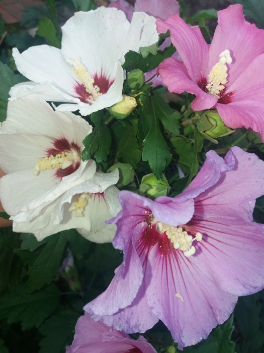 Кампсис  вейгела лапчатка жимолость бересклет гібіскус