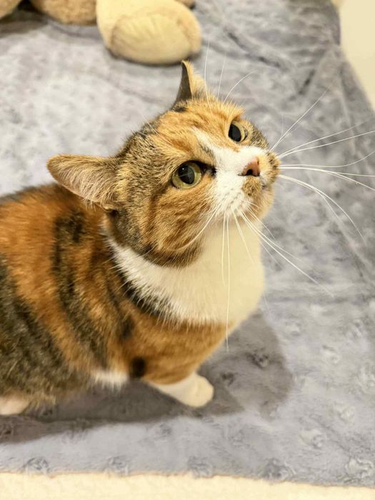 Misia, śliczna koteczka czeka na ciepły domek