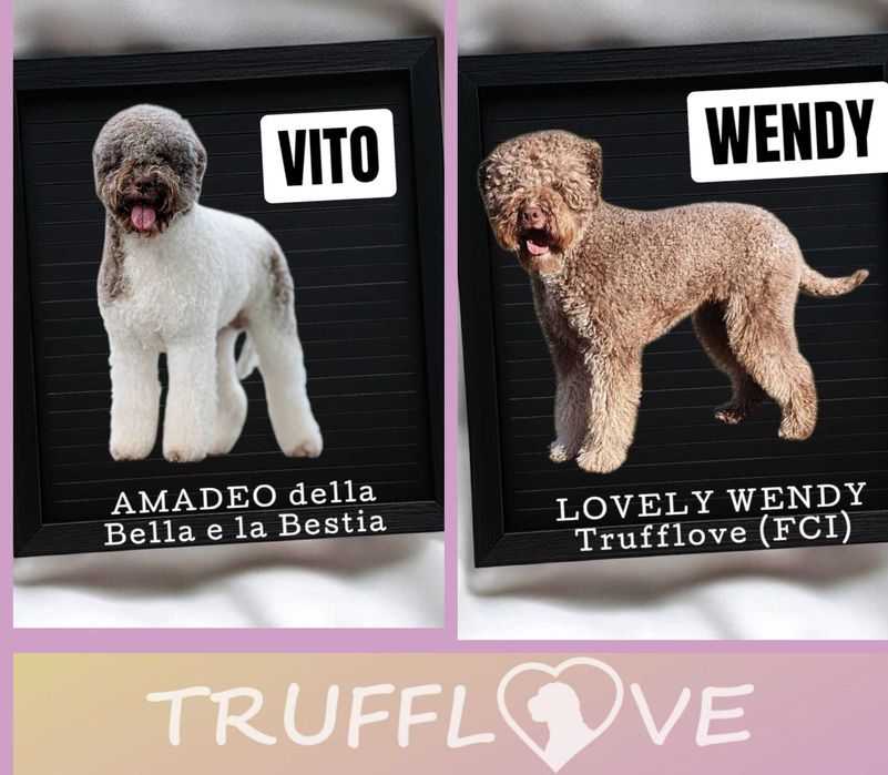 Lagotto Romagnolo FCI – biało-brązowa piesek z miotu FAIRY, Trufflove