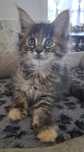 Koteczka Maine Coon