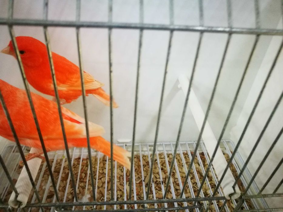 Kanarki czerwone samice 2 szt