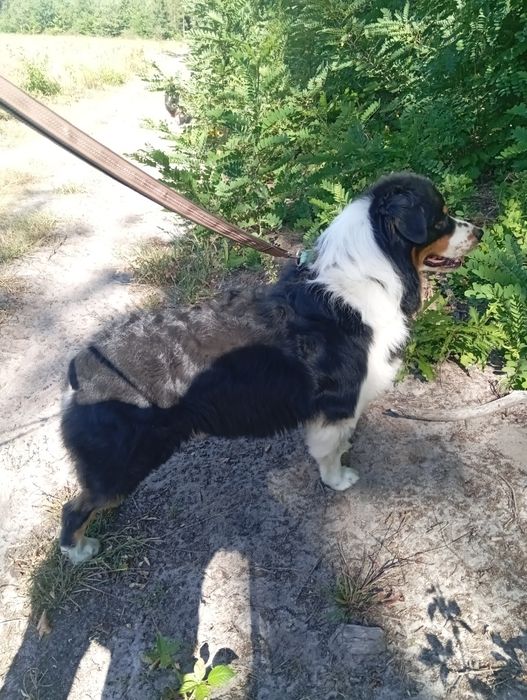 Owczarek Australijski typ amerykański