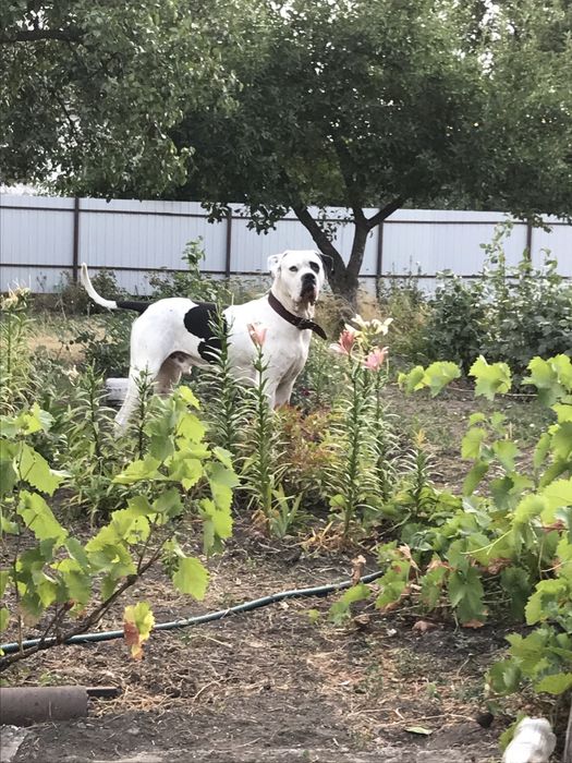 Ищет даму сердца