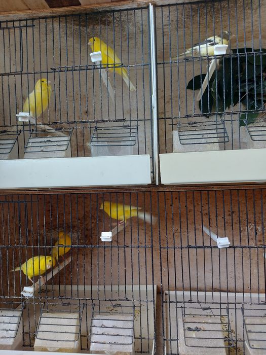 Canários e travessos  deste ano para venda