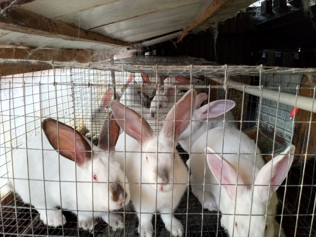 Кролики Самці 2,3,6 місяців