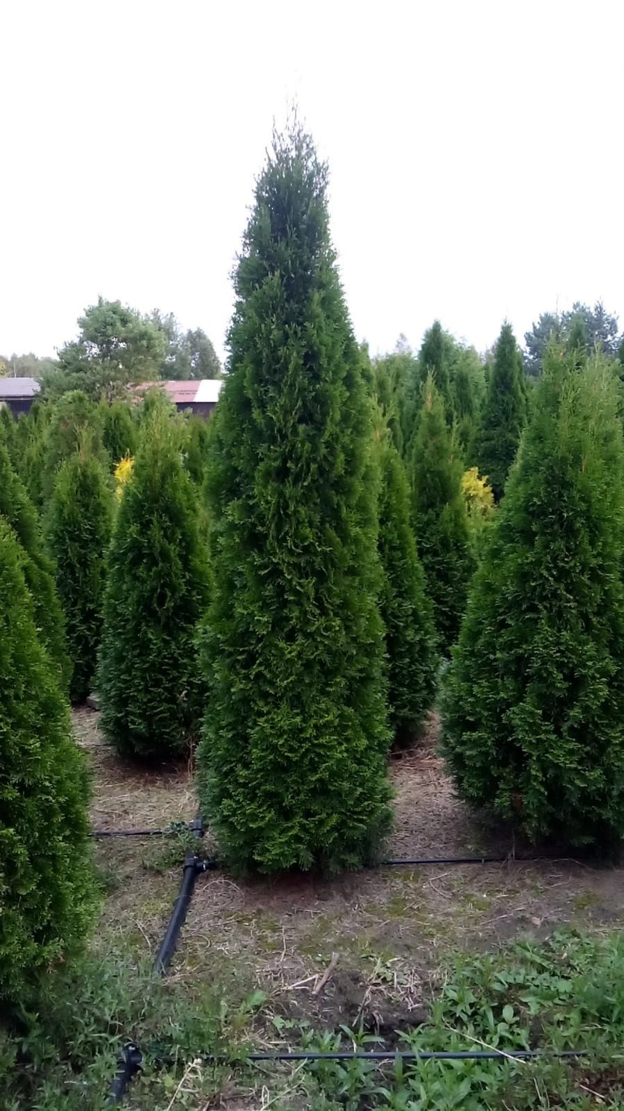 Tuja tuje szmaragd 250-280 cm. niepełna od spodu