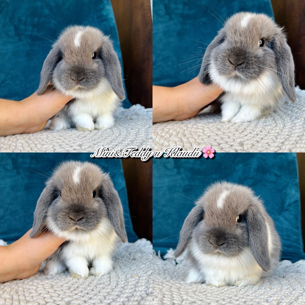 Mini lop! Rasowe króliczki z hodowli