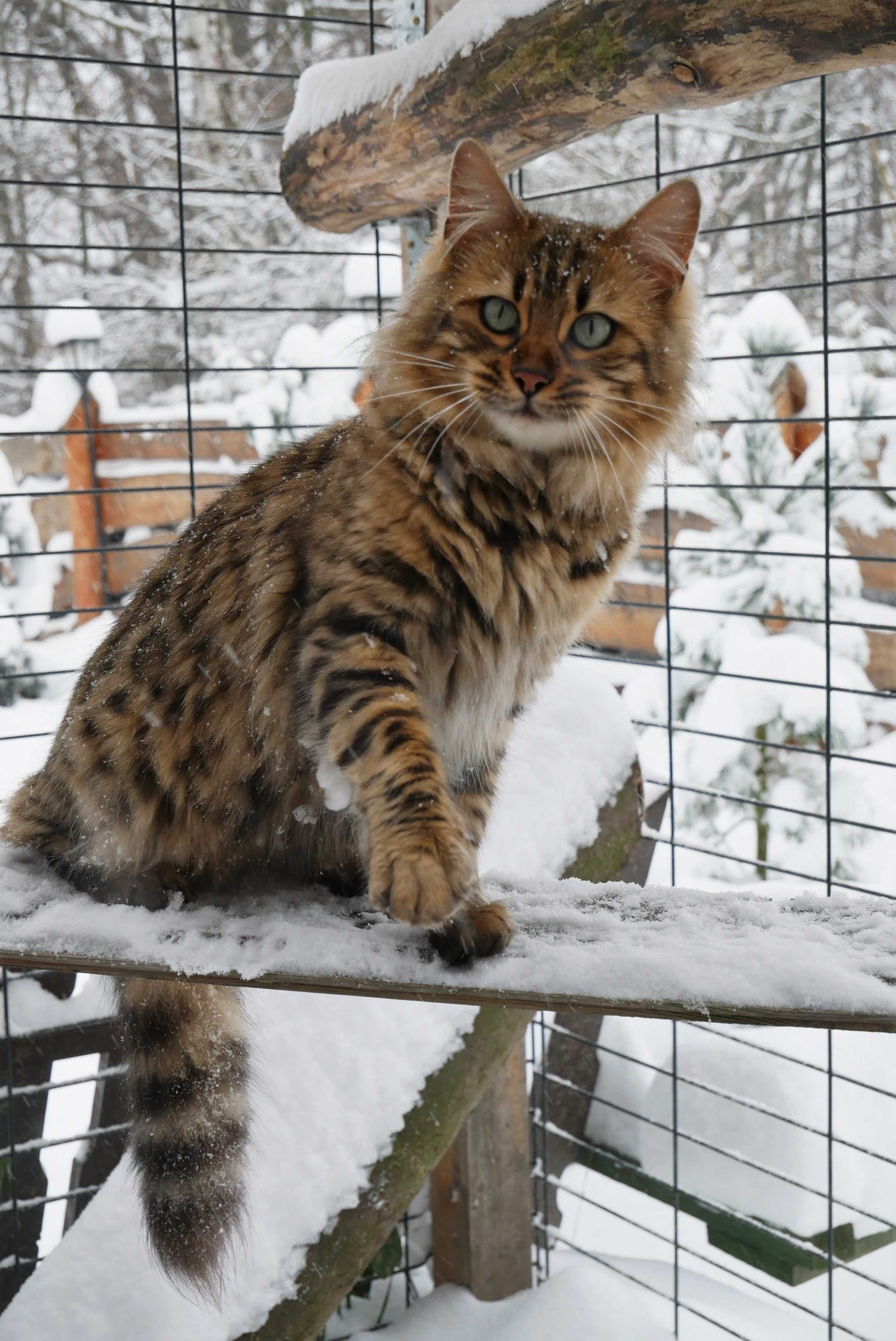 Dlugowlosa kotka bengalska dlugowlosa