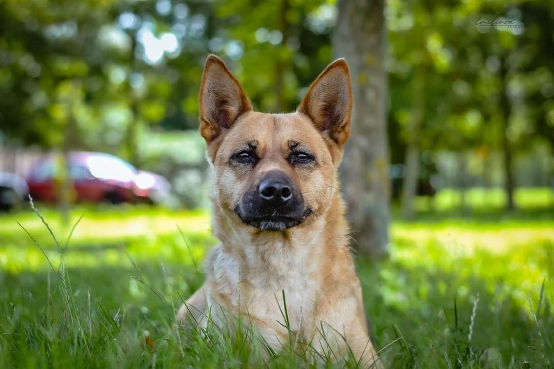 Piękna sunia w typie owczarka niemieckiego szuka kochającego Domu!