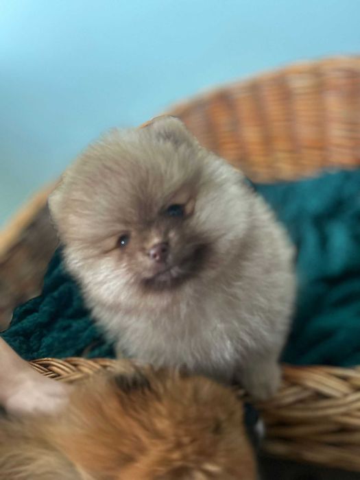 Szpic miniaturowy Pomeranian
