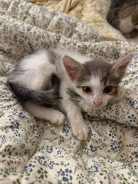 Кошеня в добрі руки