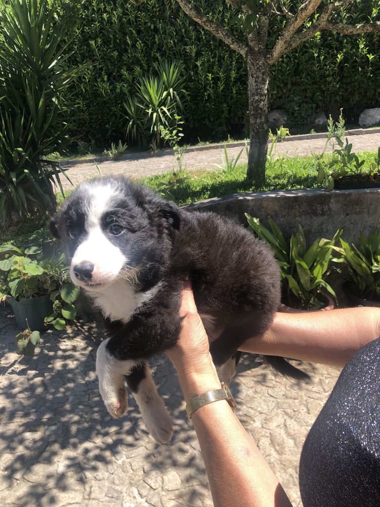 Border collie. Pronto para entrega. Vacinado e desparasitado