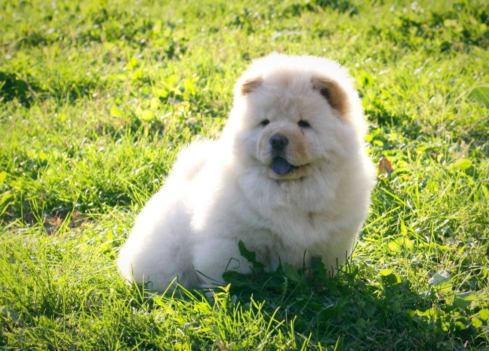 Chow Chow disponível