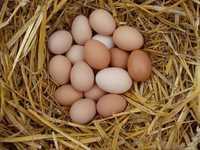 Яйця домашні яйце куряче