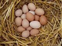 Яйця домашні яйце куряче