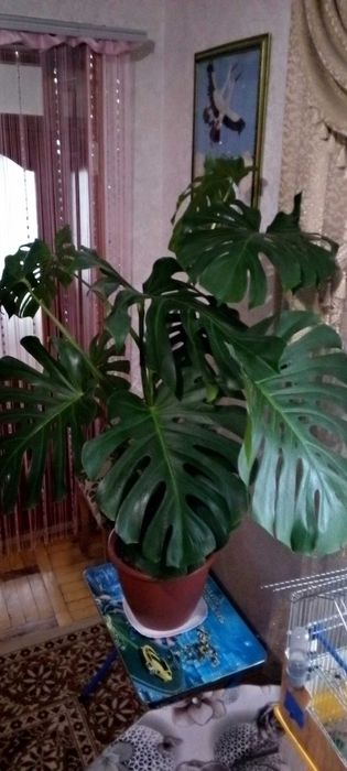 Продається дуже гарний вазон