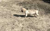 Shih Tzu pies dorosły