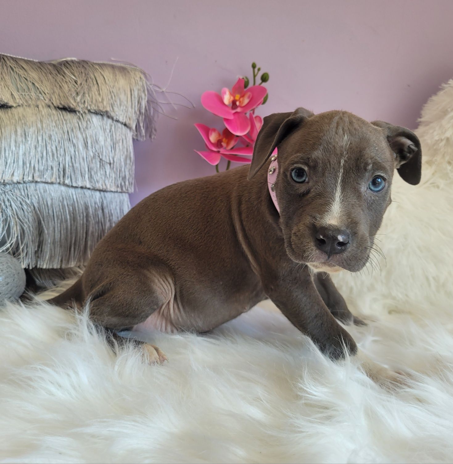 Super suczka Amstaff!