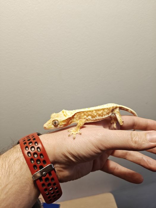 Gekon orzęsiony Podrostki