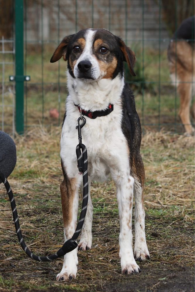 Towarzystki, wesoły Ginterek poleca się do adopcji