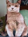 Gato muito fofinho de brincar.
