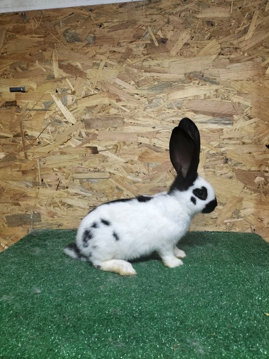 króliki olbrzym srokacz niebieski czarny rodowód