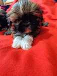 Shih Tzu pieski szczeniaczek