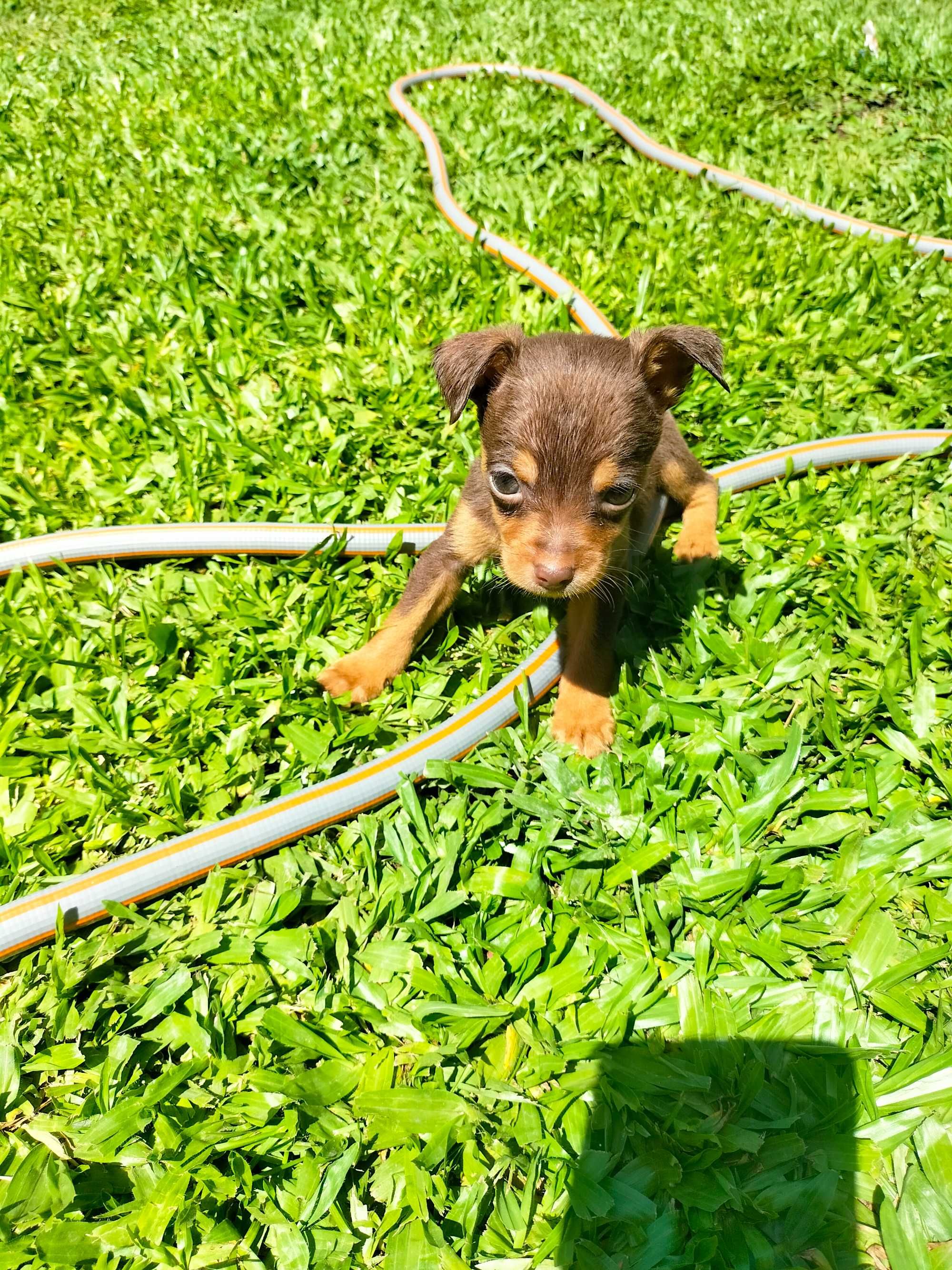 Pinscher mini chocolate