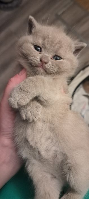 Zarezerwowany Kocurek liliowy brytyjski z rodowodem