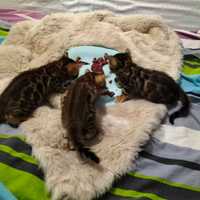 Бенгальські кошенята 1,5 місяця