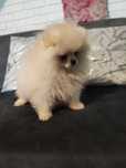 Pomeranian suczka kremowa
