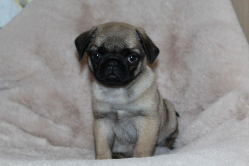 Милі чарівні Мопсюлі