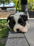 Border Collie Czarno Biała Suczka