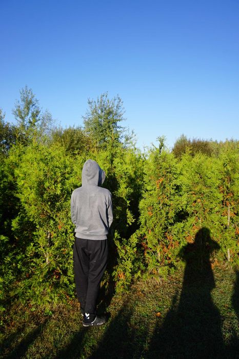 200cm _‼️_ thuja BRABANT _‼️_ tuja szpalerowa żywopłot ‼️ TRANSPORT ‼️