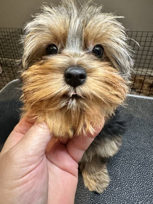 Yorkshire Terryer chlopczyk