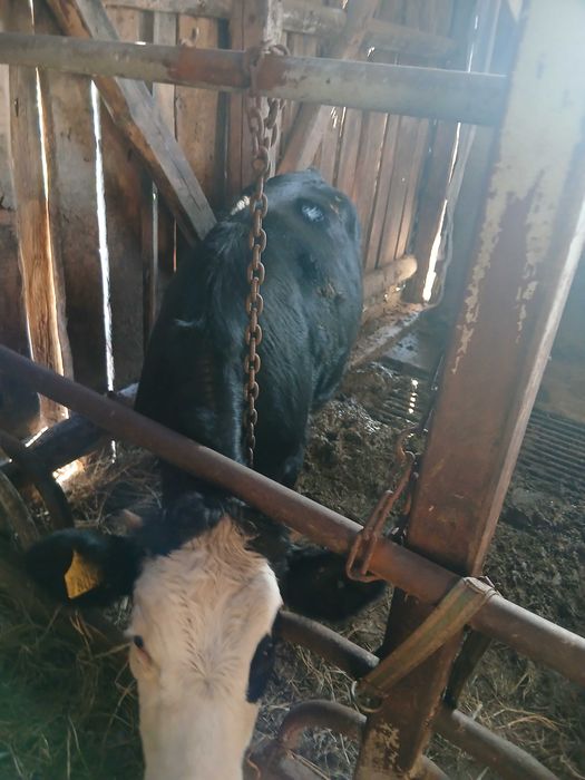 Jalowki. Do dalszej chodowli