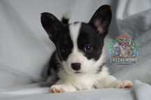 Welsh Corgi Cardigan suczka dziewczynka SunniTutu