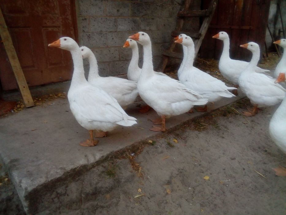Gęś-owsiana-swojska,żywa lub zubojowana.