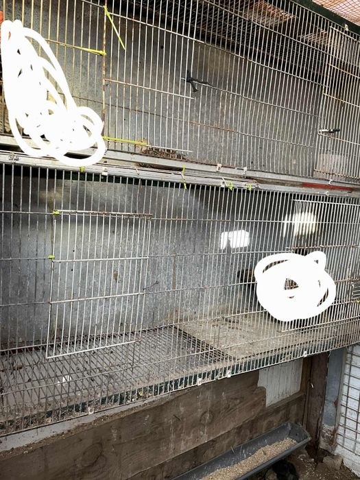 Tenho uma gaiola grande para vender