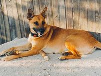 Mona suczka 3 lata  owczarek typ Malinois