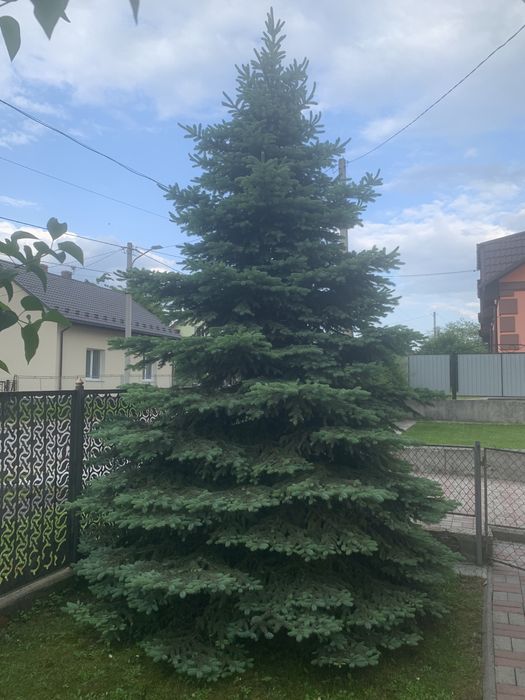 Продається блакитна ялинка