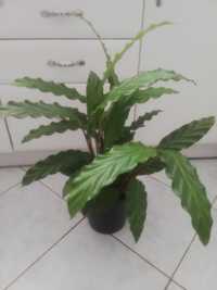 Calathea wysokość z doniczką 64 cm