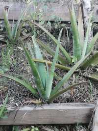 Planta Aloe Vera (Barbadensis) Bio