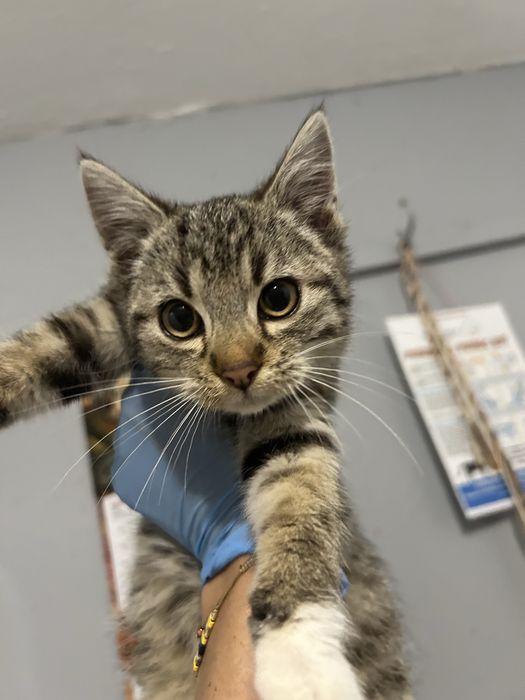 Bure kotki pragna domu