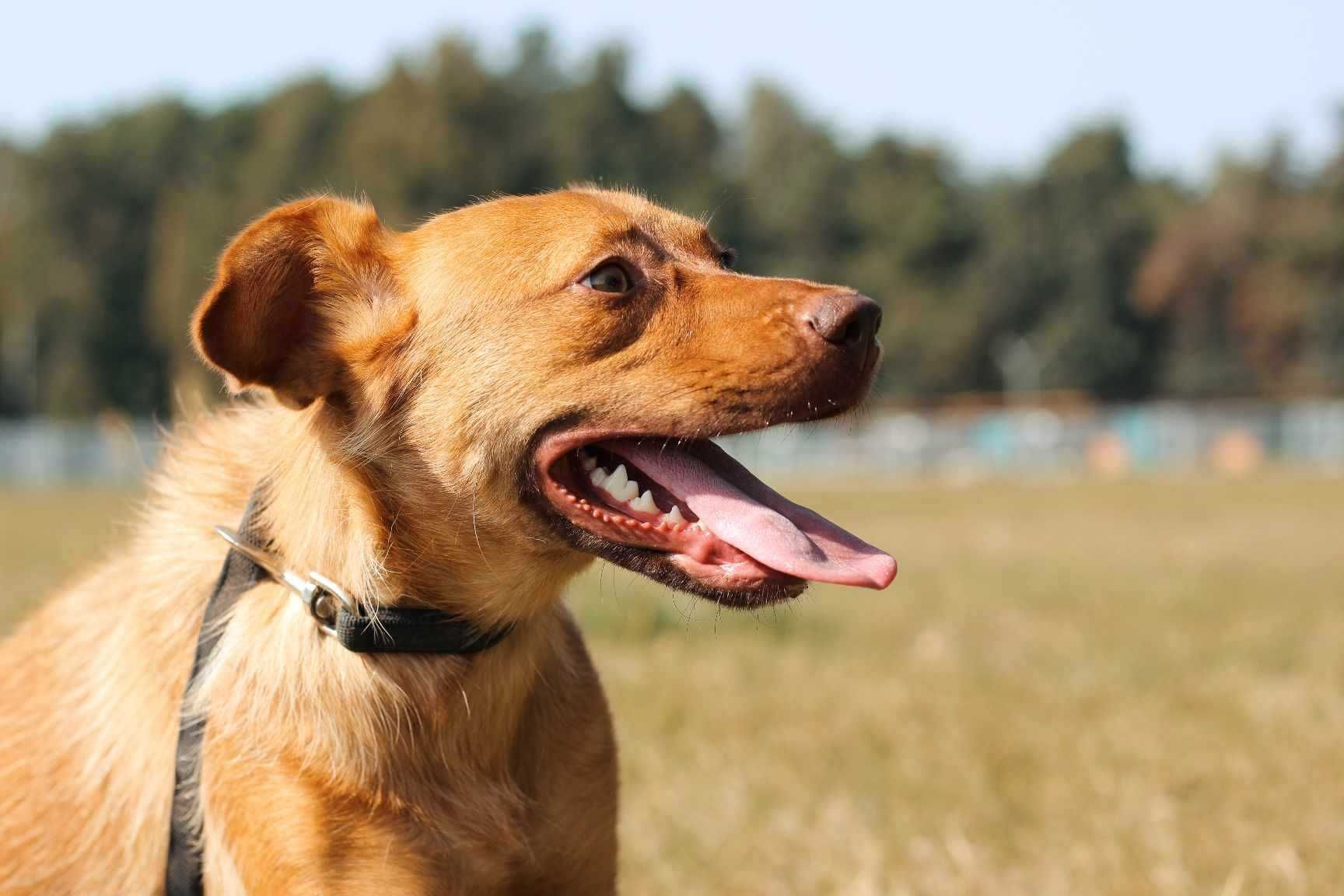 vandelopa poleca się do adopcji