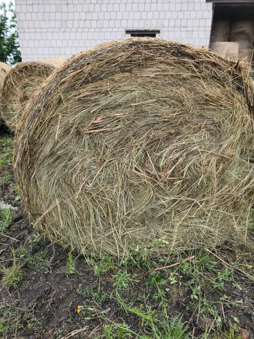 Siano bele w belach 130 cm baloty 2025