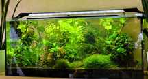 Akwarium 240l  Red cherry Helenki